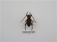 藏品(台灣瘤條天牛)的圖片